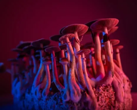 About Psychedelics by the Philosopher: A Reflective Exploration into Mind-Altering Compounds
